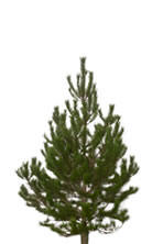 Lodgepole Pine