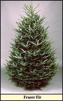 Fraser fir