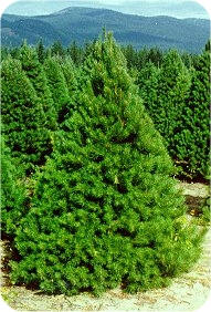 Scotch pine