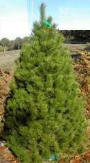 Nordmann Fir