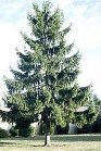 Norway Spruce