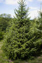 Serbian Spruce