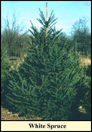 white spruce